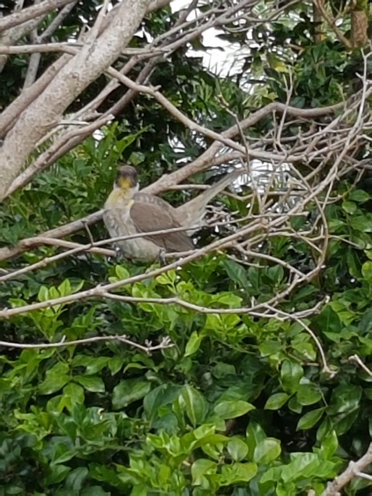 backyard bird