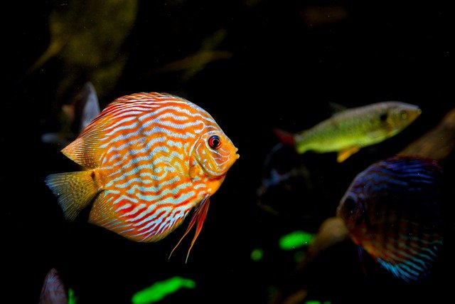 Exploring the Spectrum of Awareness through Fish in an Aquarium