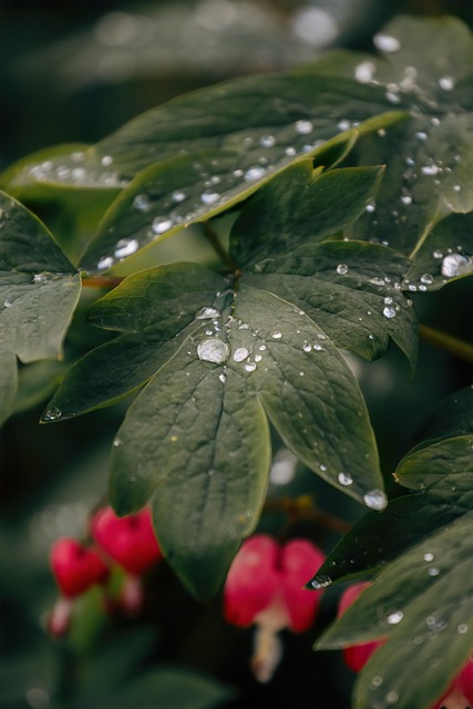 Poetry as Mindfulness